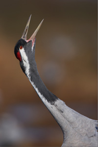 Eurasian Crane  2010 Fraser Simpson