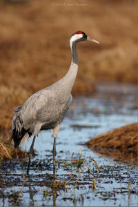 Eurasian Crane  2010 Fraser Simpson