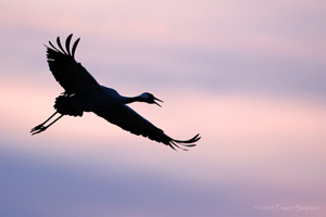 Eurasian Crane  2010 Fraser Simpson