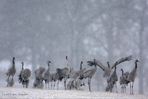 Eurasian Crane  2010 Fraser Simpson