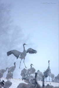 Eurasian Crane  2010 Fraser Simpson