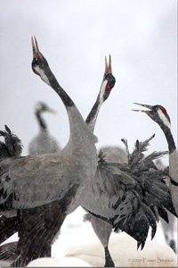 Eurasian Crane  2010 Fraser Simpson