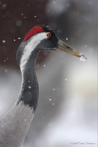 Eurasian Crane  2010 Fraser Simpson