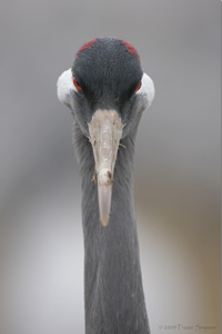 Eurasian Crane  2010 Fraser Simpson