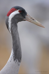 Eurasian Crane  2010 Fraser Simpson