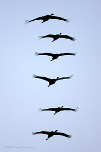 Eurasian Crane  2010 Fraser Simpson