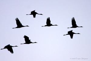 Eurasian Crane  2010 Fraser Simpson