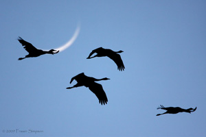 Eurasian Crane  2010 Fraser Simpson