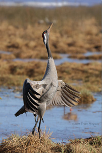 Eurasian Crane  2010 Fraser Simpson