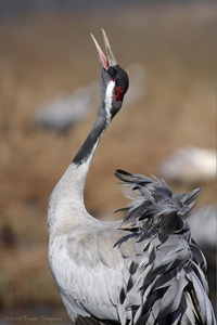 Eurasian Crane  2010 Fraser Simpson