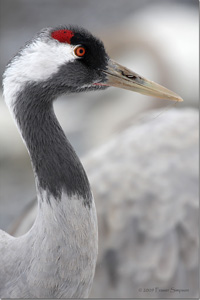 Eurasian Crane  2010 Fraser Simpson