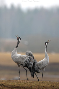 Eurasian Crane  2010 Fraser Simpson