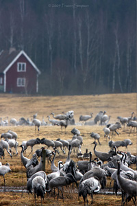 Eurasian Crane  2010 Fraser Simpson