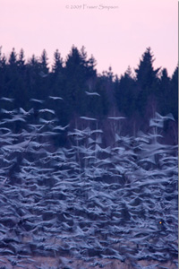 Eurasian Crane  2010 Fraser Simpson