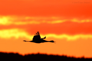 Eurasian Crane  2010 Fraser Simpson