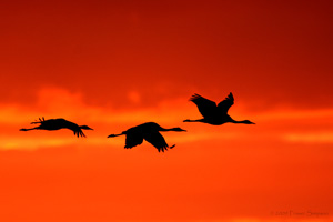 Eurasian Crane  2010 Fraser Simpson