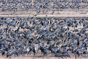 Eurasian Crane  2010 Fraser Simpson