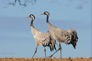 Eurasian Crane  2010 Fraser Simpson