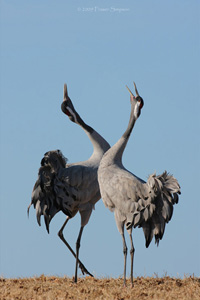 Eurasian Crane  2010 Fraser Simpson