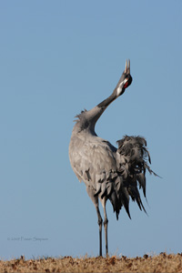 Eurasian Crane  2010 Fraser Simpson