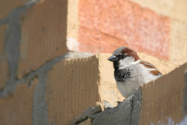 House Sparrow  2006 Fraser Simpson