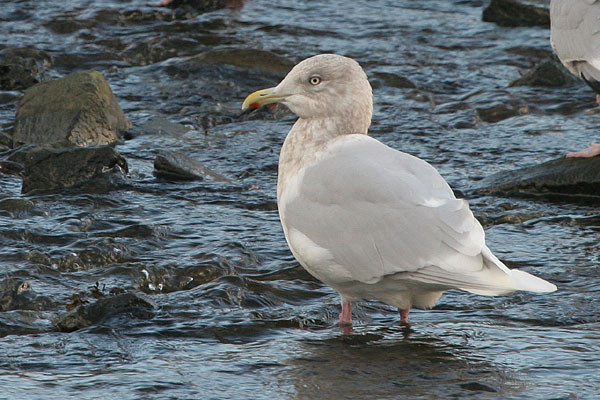 Iceland Gull  2005 Fraser Simpson