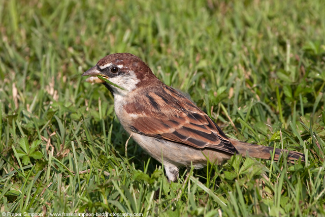 Italian Sparrow  2013 Fraser Simpson