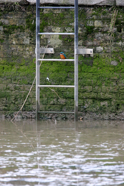 Kingfisher  2007 Fraser Simpson