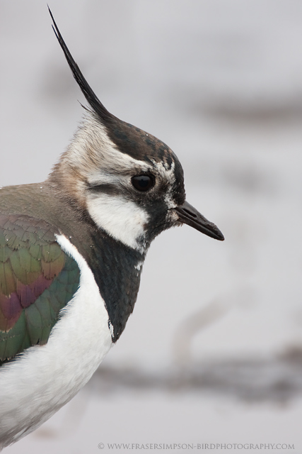 Northern Lapwing  2010 Fraser Simpson
