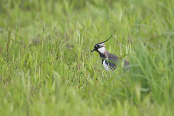 Northern Lapwing   2006 Fraser Simpson