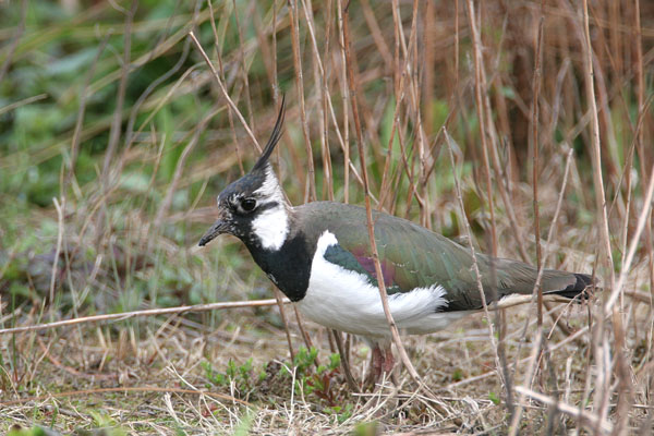 Northern Lapwing   2006 Fraser Simpson