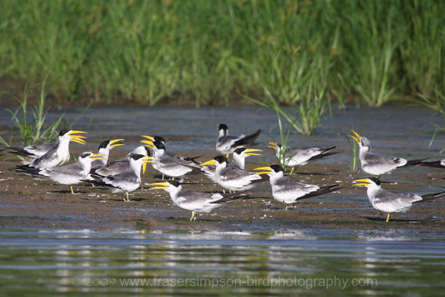 Large-billed Tern � 2009 Fraser Simpson