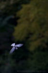Common Pochard