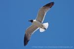 Greater Flamingo