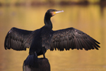 Eurasian Crane