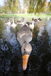 Greylag Goose