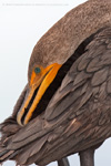 Carrion Crow