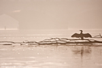 Common Tern