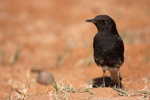 Jackdaw
