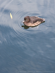 Mandarin Duck