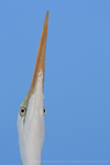 Bohemian Waxwing