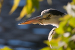 Black-crowned Night Heron