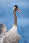 Eurasian Oystercatcher