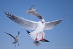 Black-headed Gull