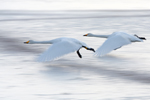 Whooper Swan