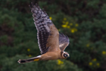 Egyptian Goose