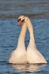 Mute Swan