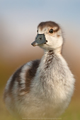 Mute Swan