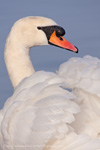 Mute Swan