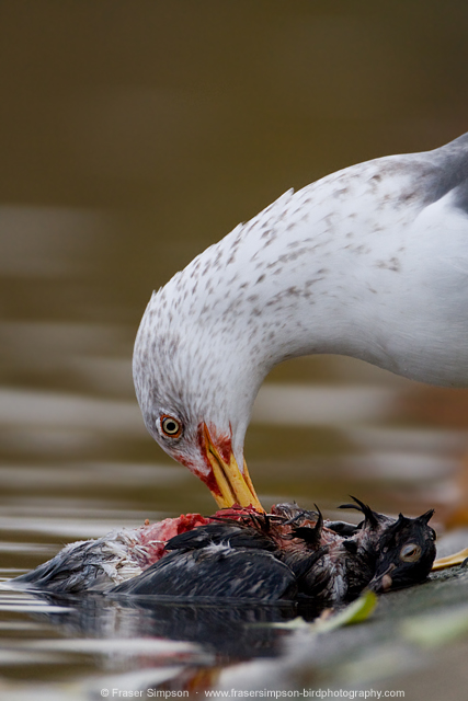 Lesser Black-backed Gull killing Feral Pigeon